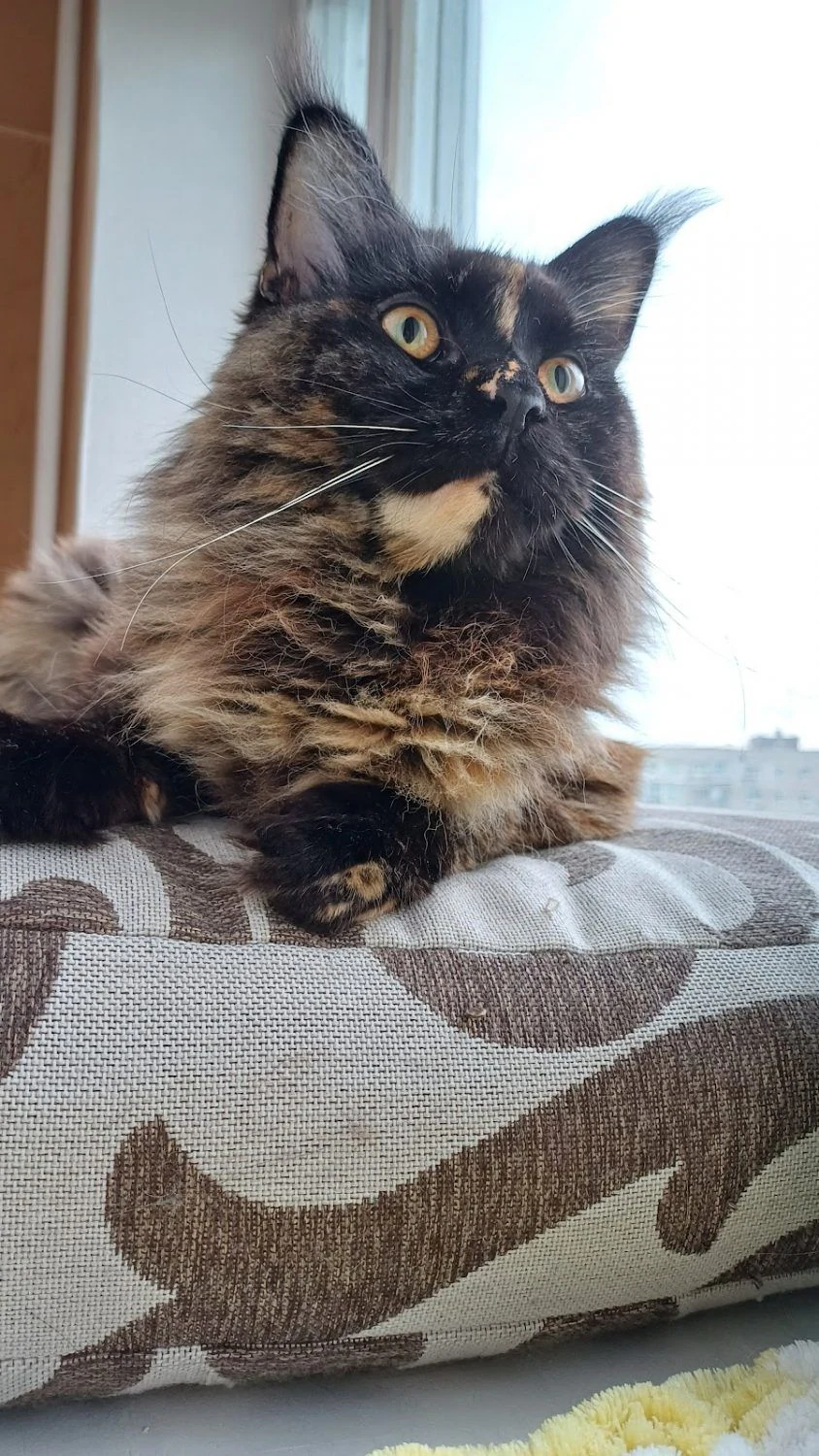 Ветеринарна клініка "MyVet" — фото 2