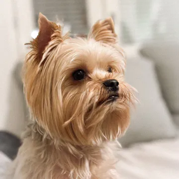 Фото бізнесу Ветеринарна клініка "MyVet"
