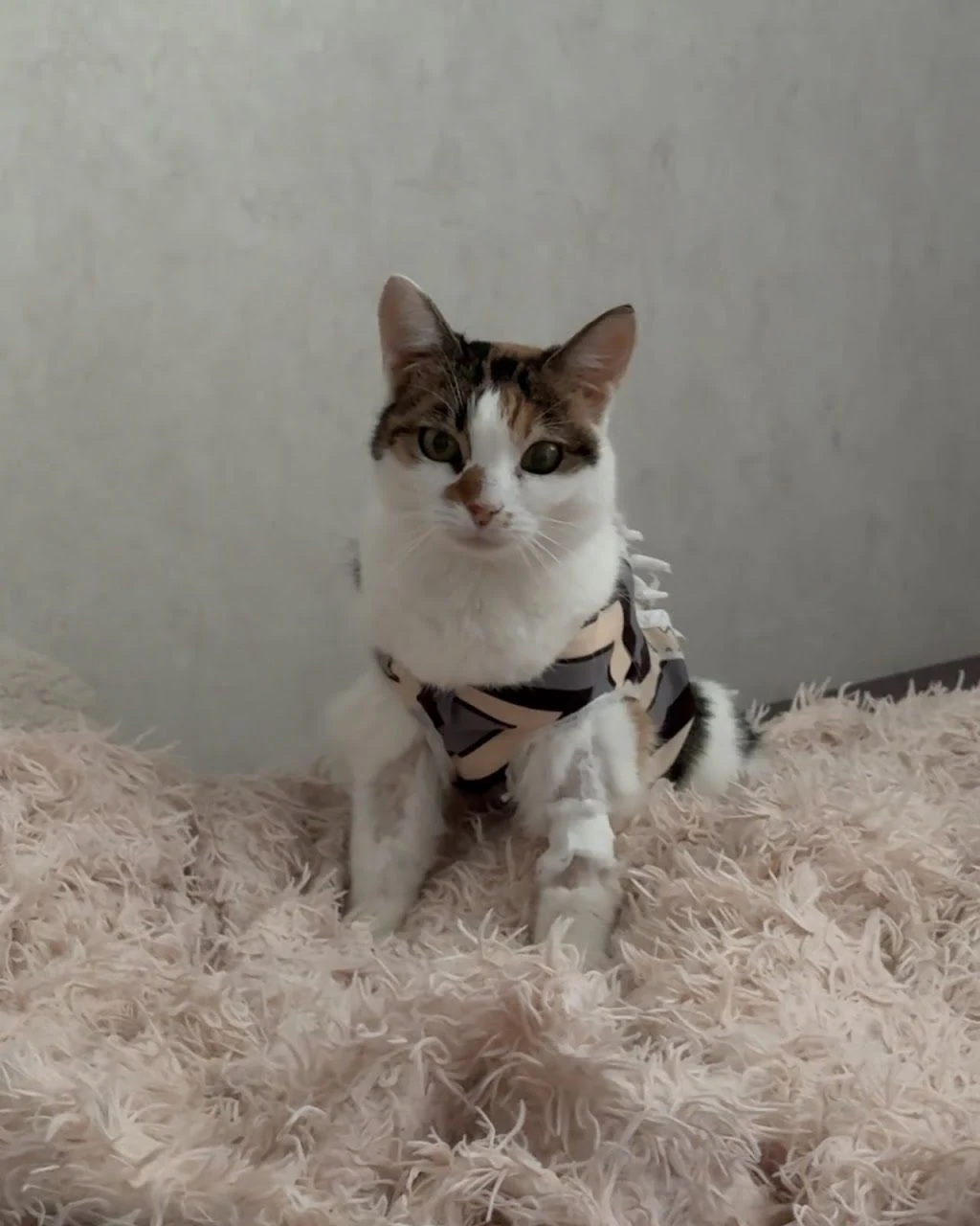 Ветеринарна клініка "MyVet" — фото 5
