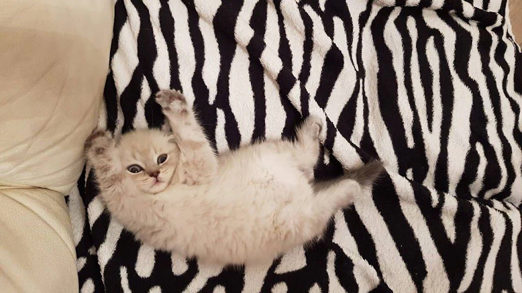Ветеринарна клініка "MyVet" — фото 3