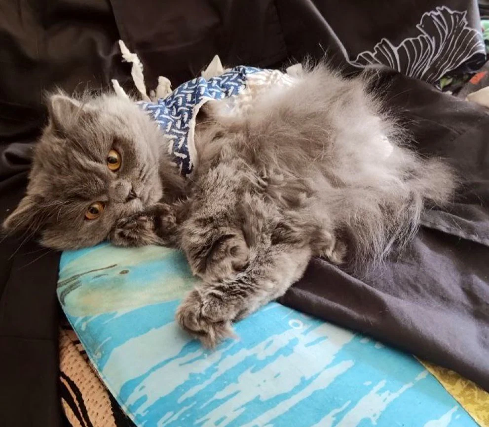 Ветеринарна клініка "MyVet" — фото 4