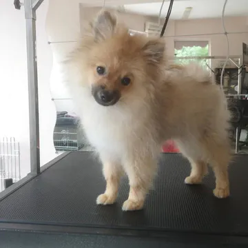 Фото бізнесу Груминг студио "Fluffy"