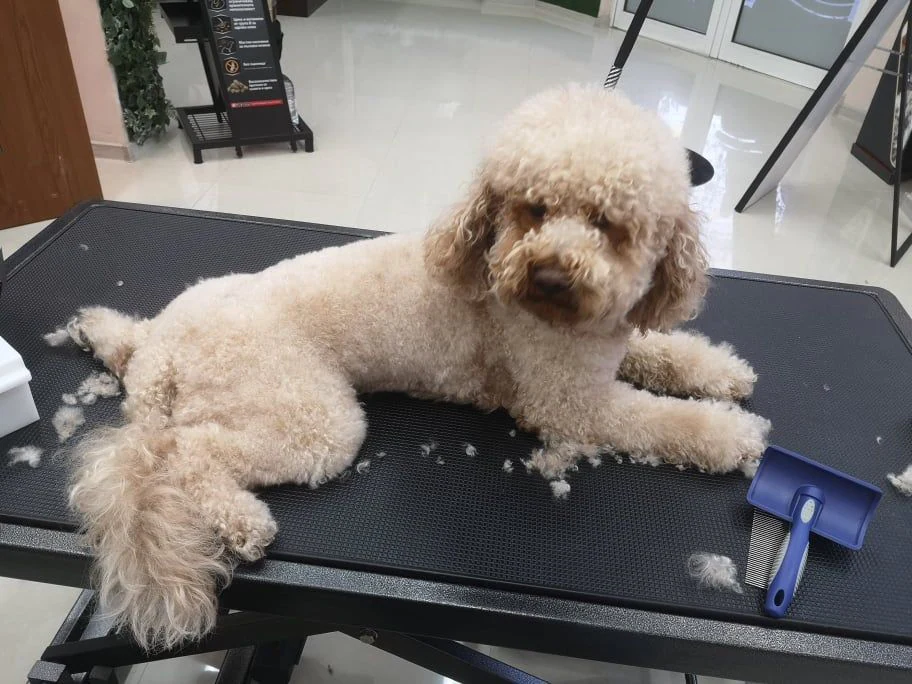 Груминг студио "Fluffy" — фото 5