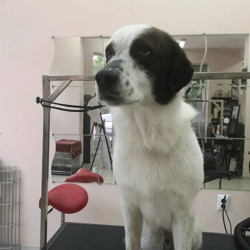 Груминг студио "Fluffy" — фото 2