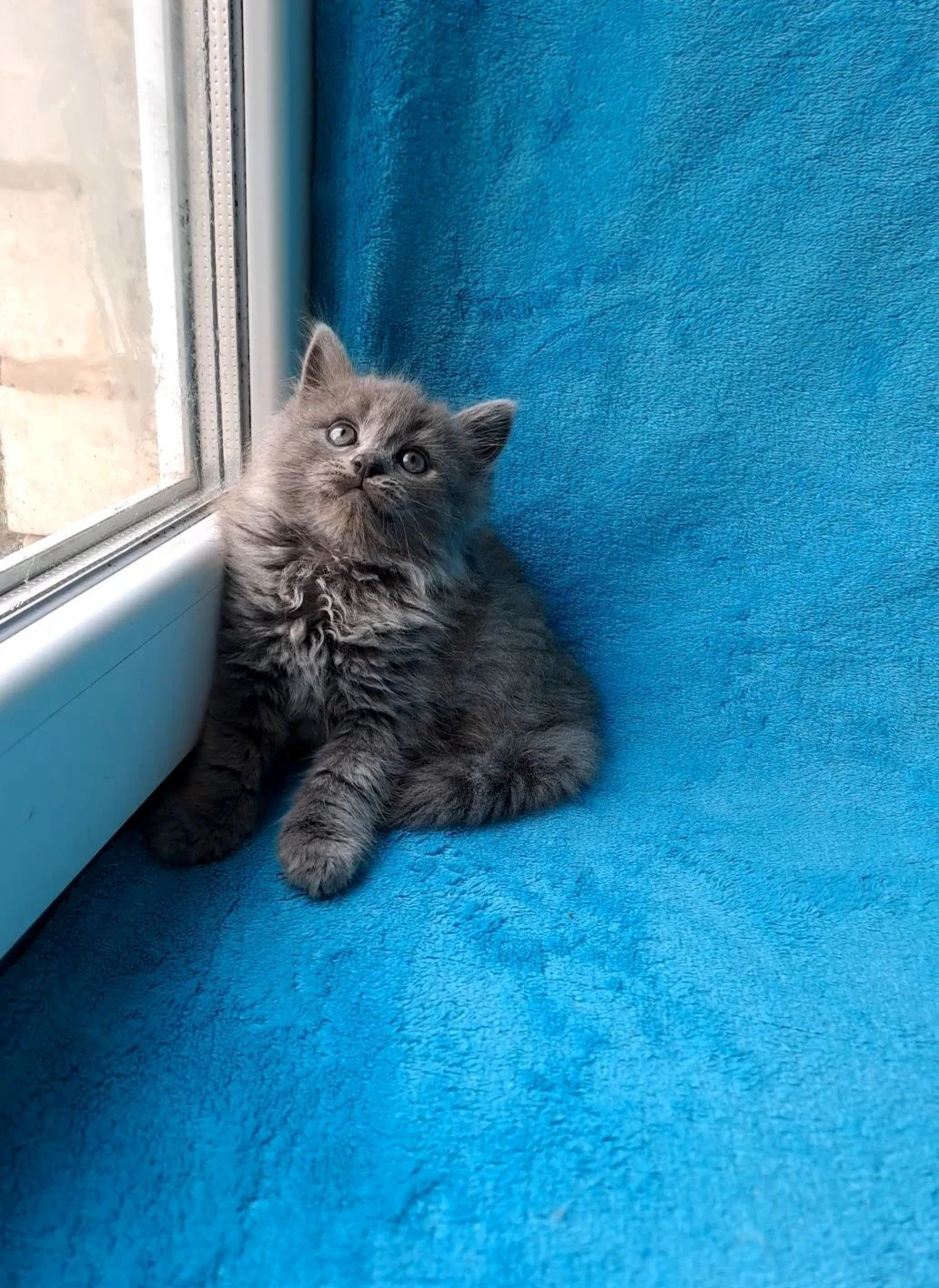 Чудовий сибірський хлопчик