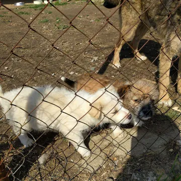 Фото бізнесу Общински приют за безстопанствени кучета - Варна