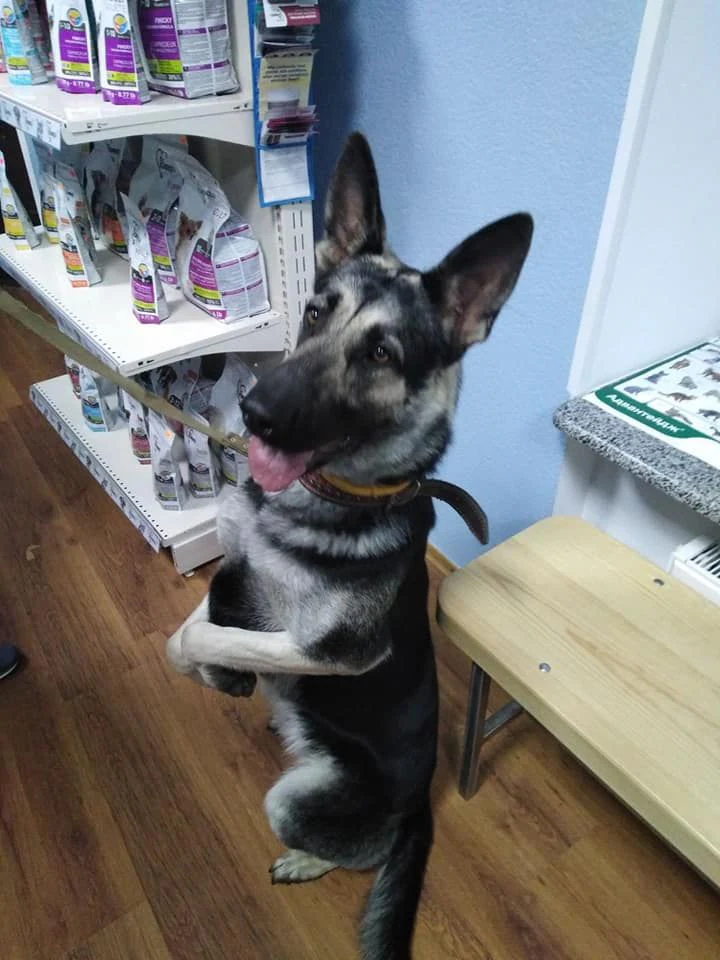 Ветеринарна клініка "Vetlife Zh" — фото 3