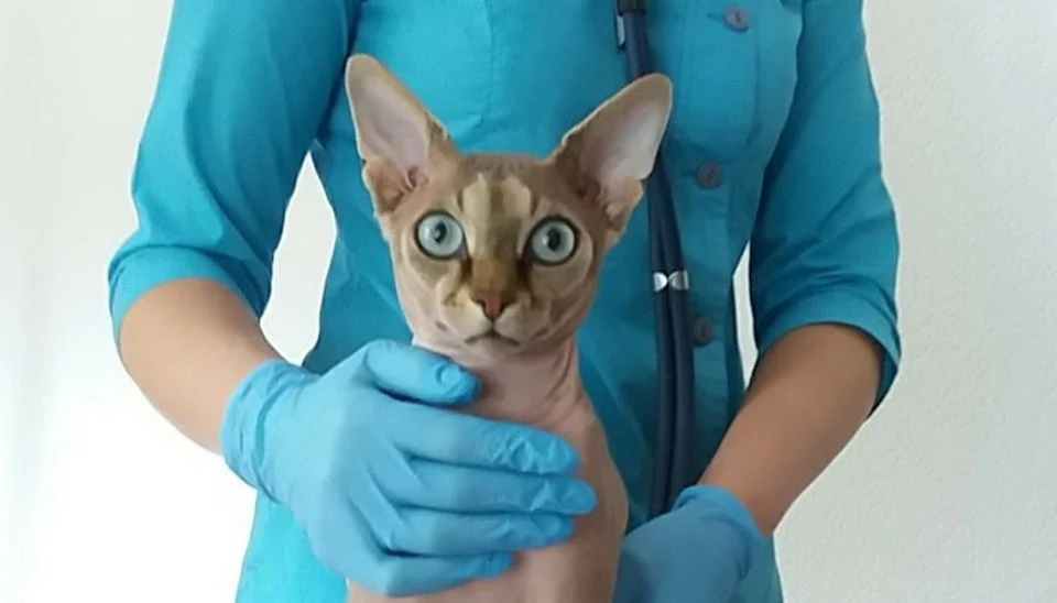 Ветеринарна клініка "Vetlife Zh" — фото 4