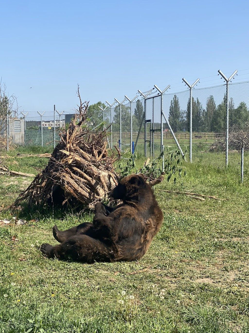 Ведмежий притулок "Біла скеля" — фото 4