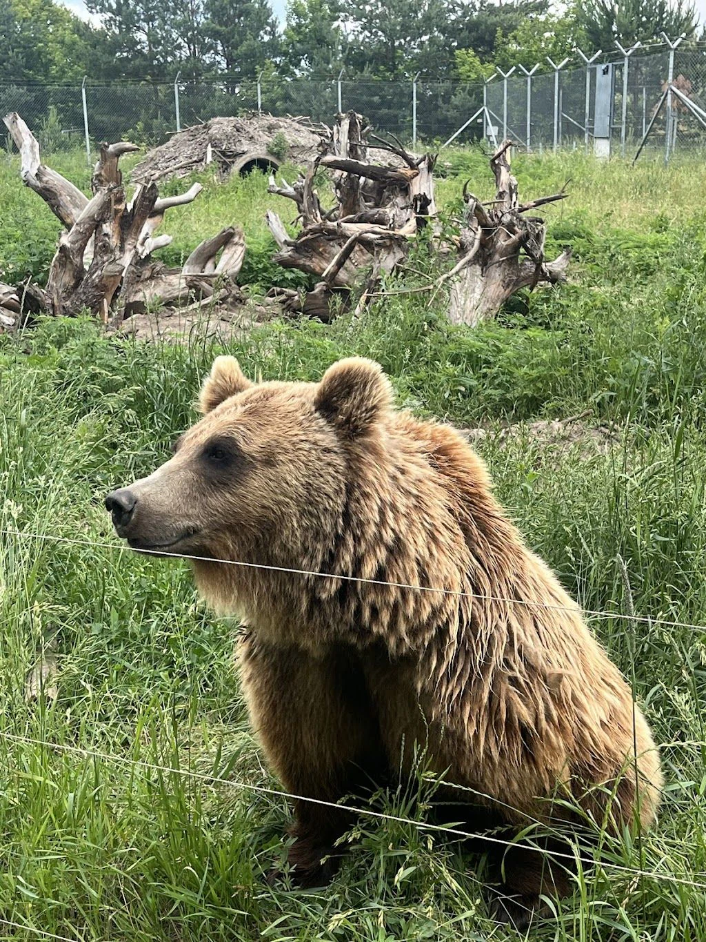 Ведмежий притулок "Біла скеля" — фото 2