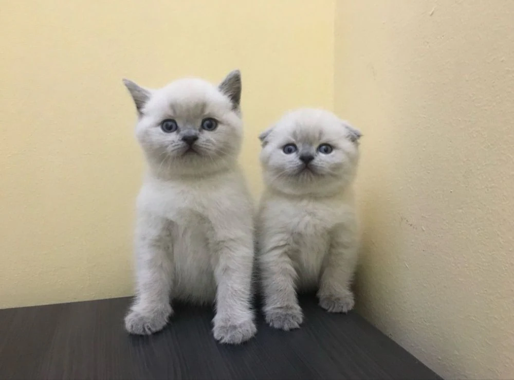 Шотландські котики.