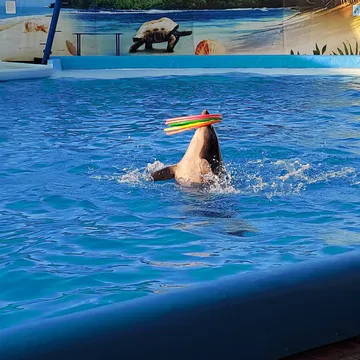 Фото бізнесу Ветеринарна клініка "ANIMALIA"