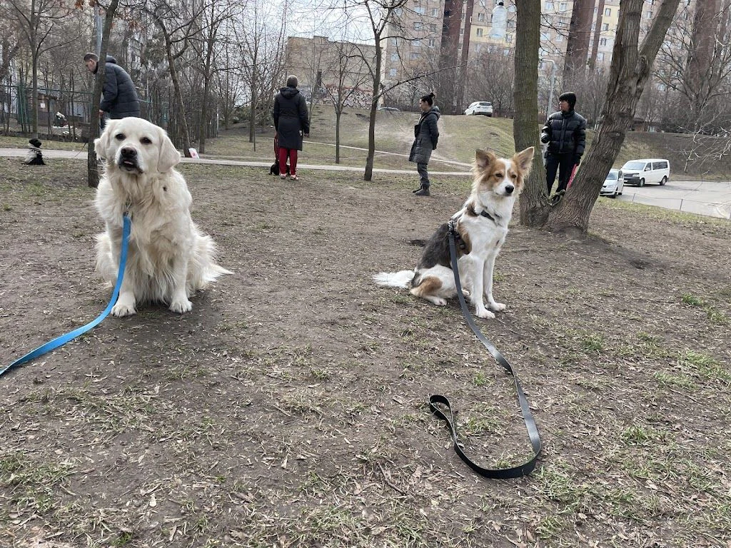 Школа дресирування собак "King Dog" — фото 3
