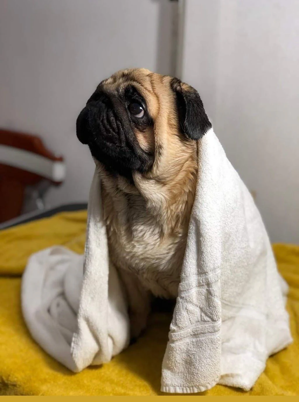 Стрижка собак "IVA.Groom" — фото 5