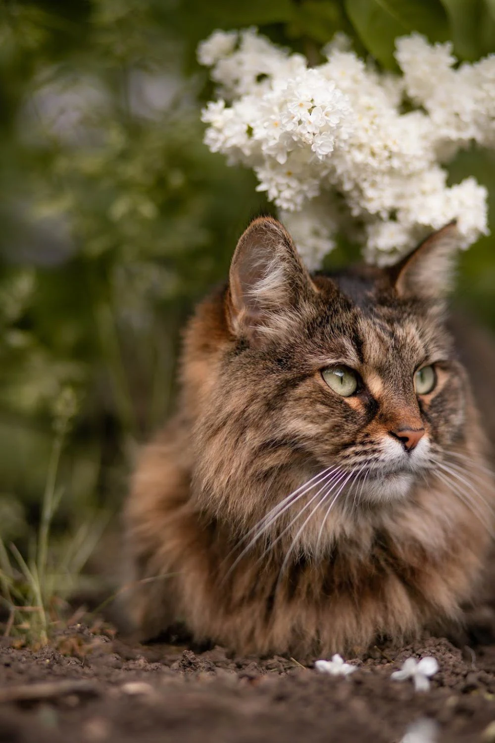Грумінг-салон "KITPES" — фото 4