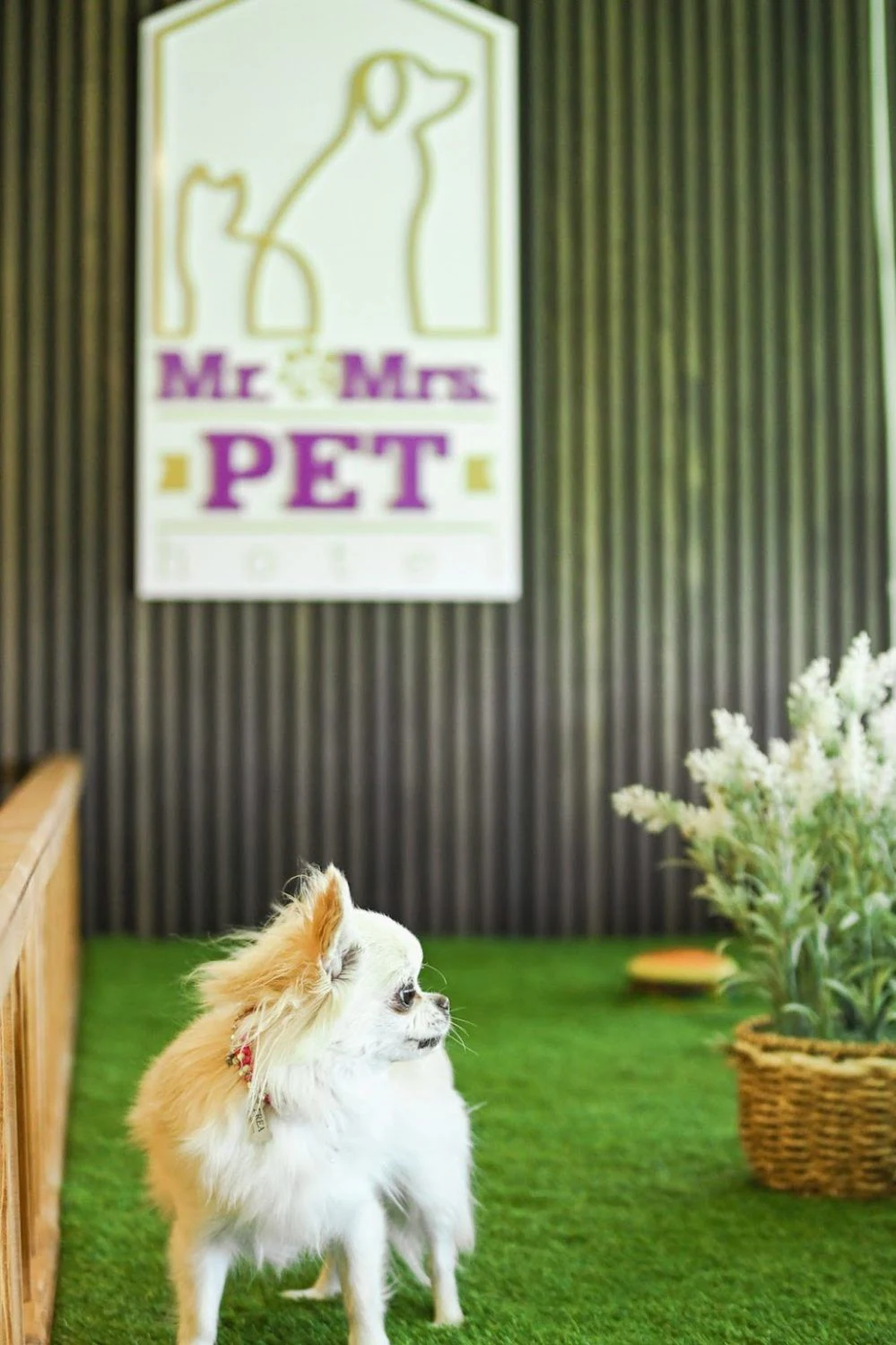 Бутиков хотел за кучета и котки “Mr. & Mrs. Pet” — фото 2