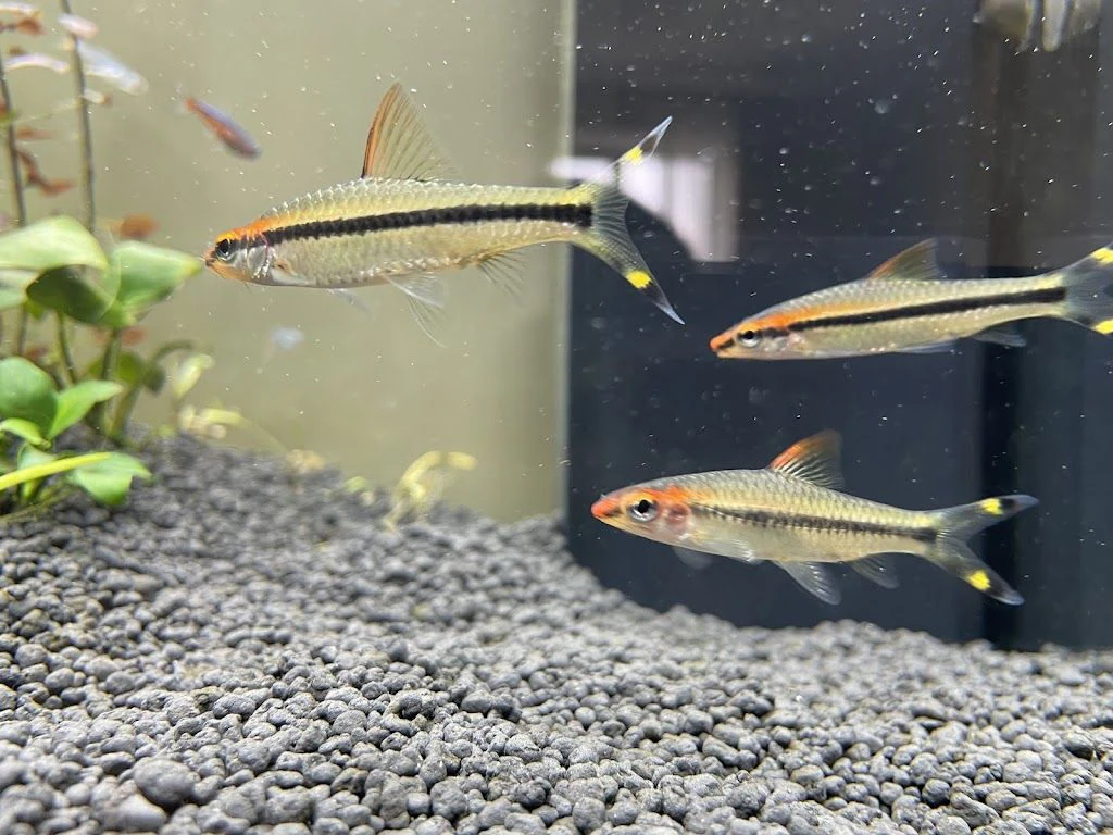 Магазин акваріумів "Lemberg Aquarium" — фото 4