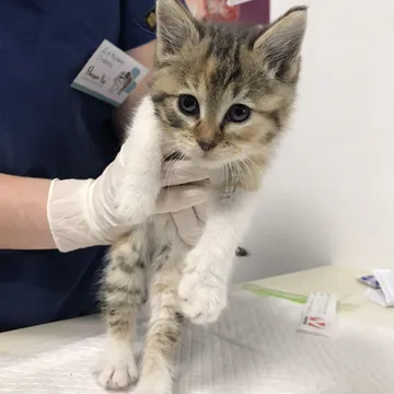 Фото бізнесу Ветеринарна клиника "Опашен Чар" / Tails charm