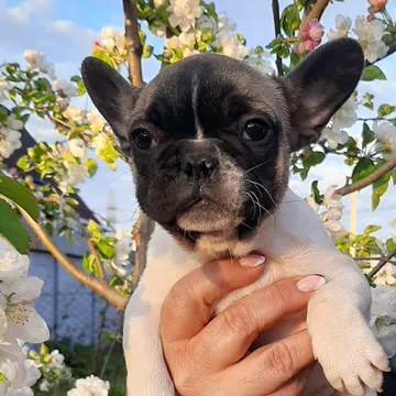 Фото бізнесу Розплідник собак "EdvinSvet"