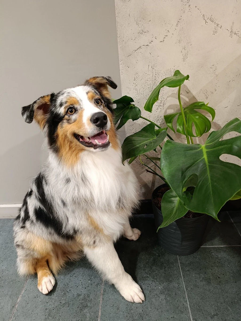 Грумінг салон "VIP DOG" — фото 5