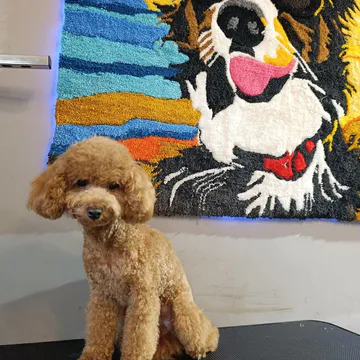 Фото бізнесу Грумінг салон "VIP DOG"