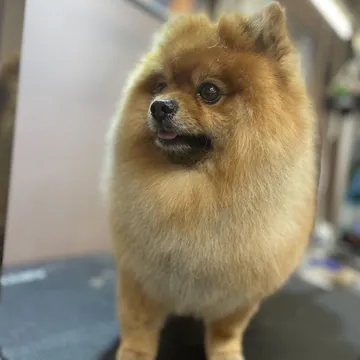 Фото бізнесу Груминг салон "DOGMA Grooming & Spa"