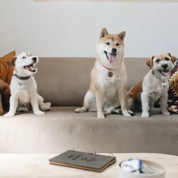 Фото бізнесу Грумінг салон "Charlie&Woof"