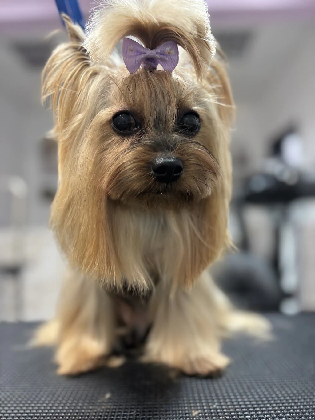 Груминг салон "Pet Grooming Studio 55" — фото 2