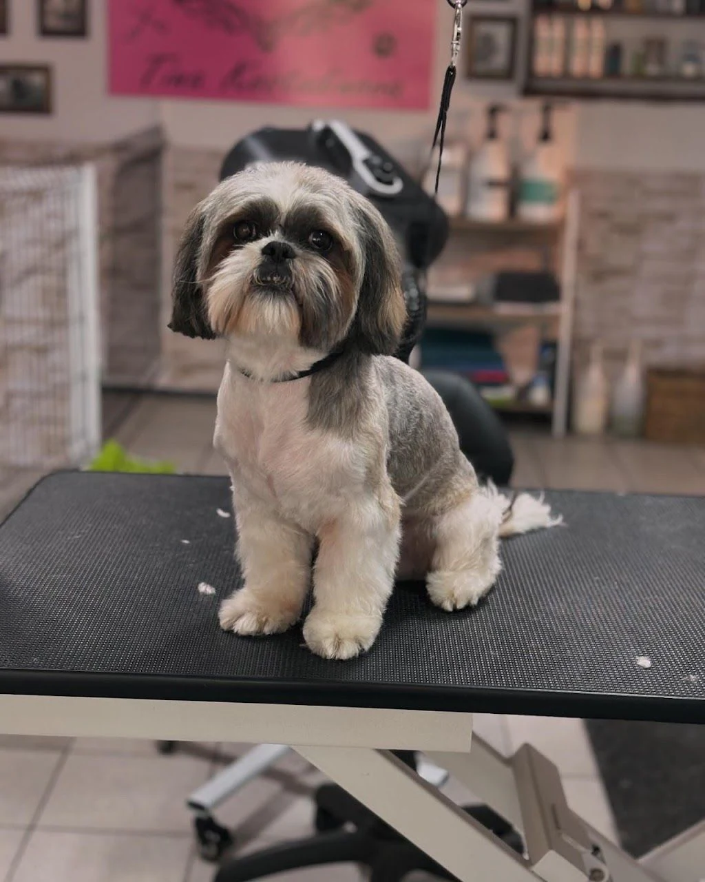 Груминг салон "Pet Grooming Studio 55" — фото 5