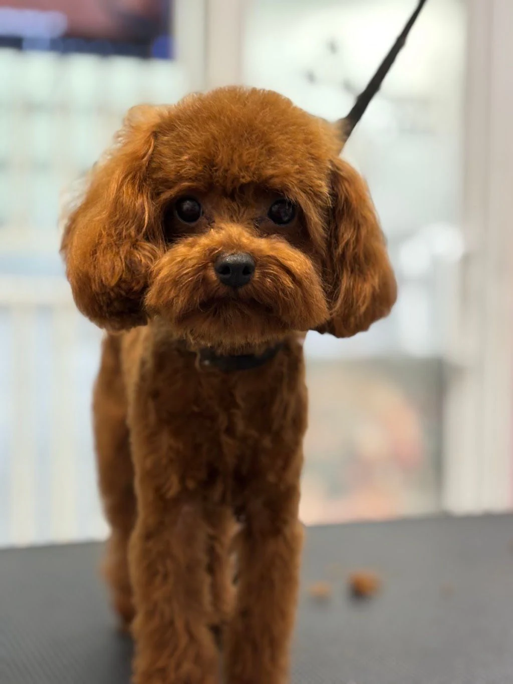 Груминг салон "Pet Grooming Studio 55" — фото 4