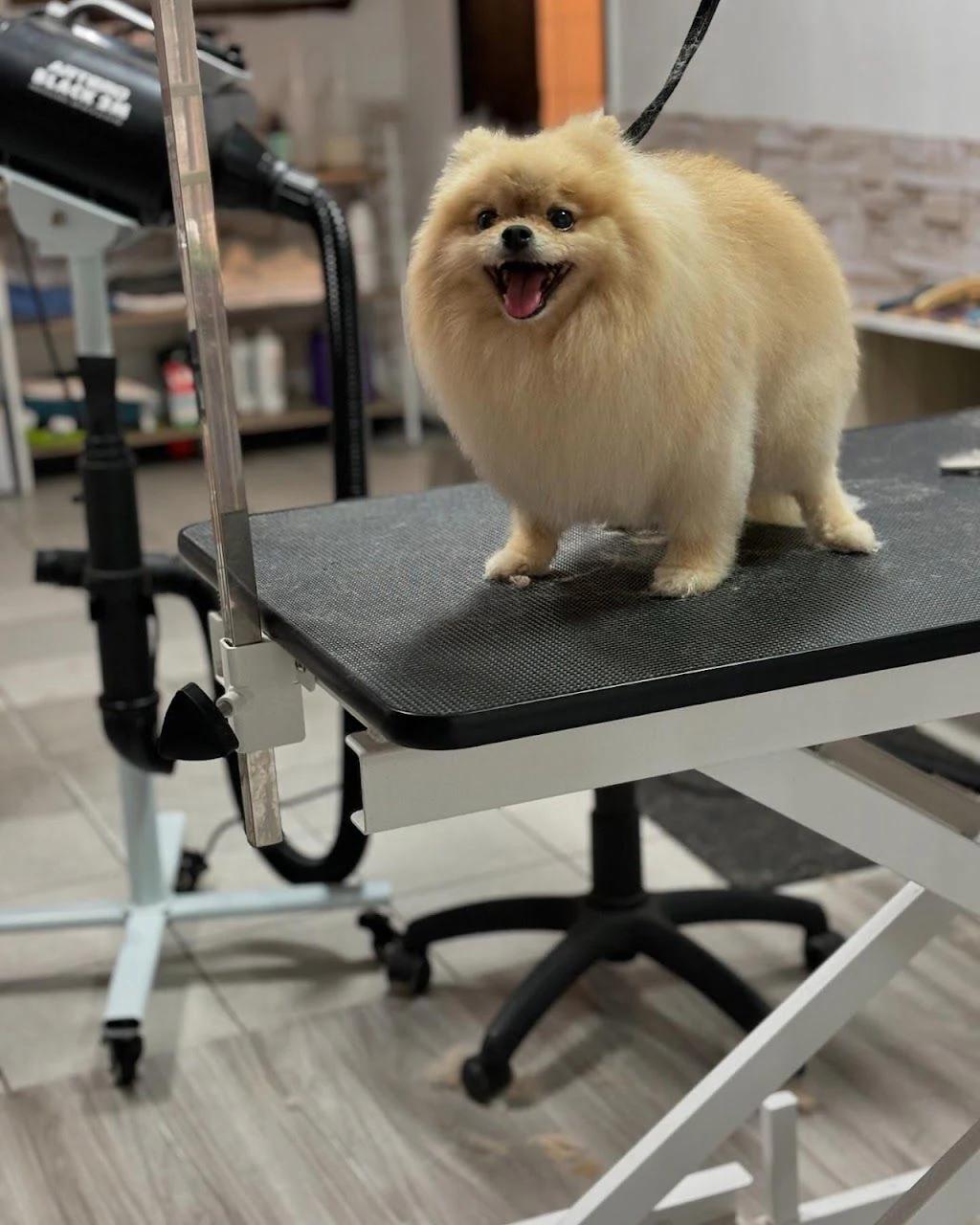 Груминг салон "Pet Grooming Studio 55" — фото 3