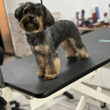 Фото бізнесу Груминг салон "Pet Grooming Studio 55"