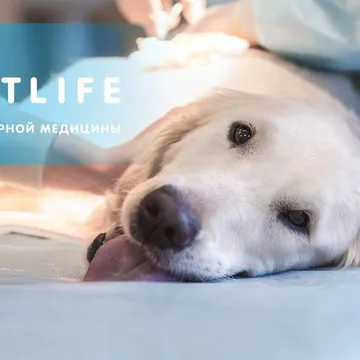 Фото бізнесу Центр ветеринарної медицини "PETLIFE"