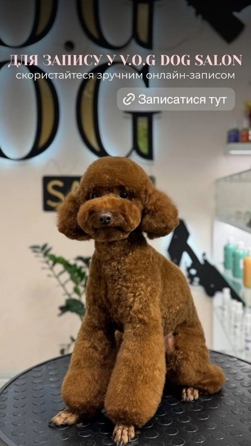 Грумінг салон «V.O.G DOG SALON» Шолуденка 14 — фото 4
