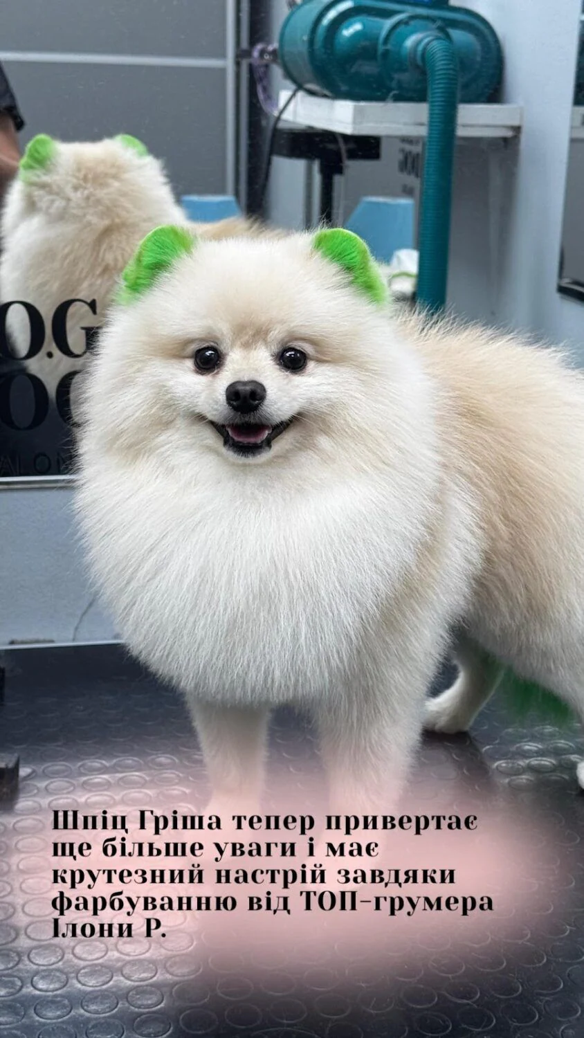Грумінг салон «V.O.G DOG SALON» Шолуденка 14 — фото 3