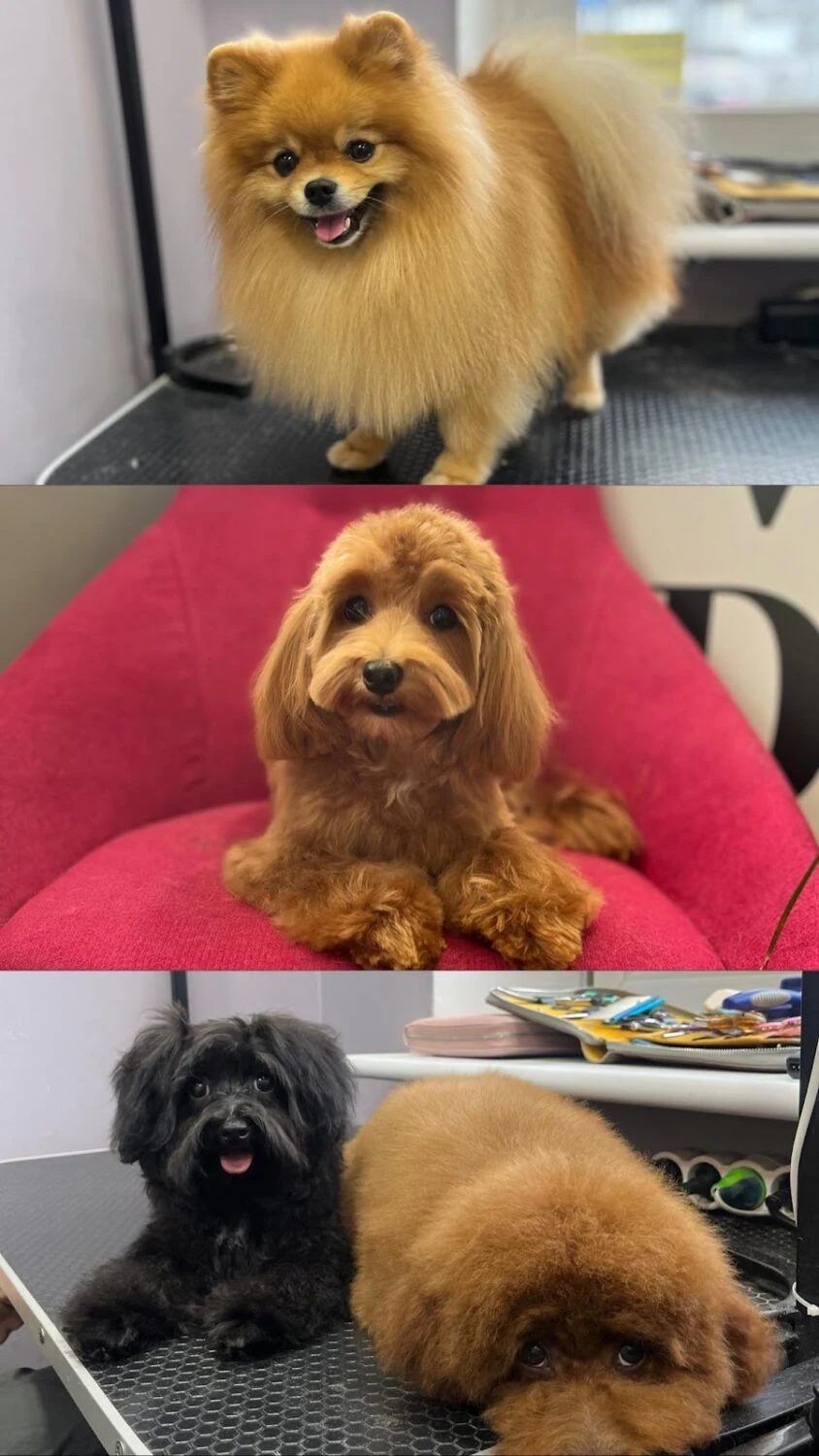 Грумінг салон «V.O.G DOG SALON» Шолуденка 14 — фото 5