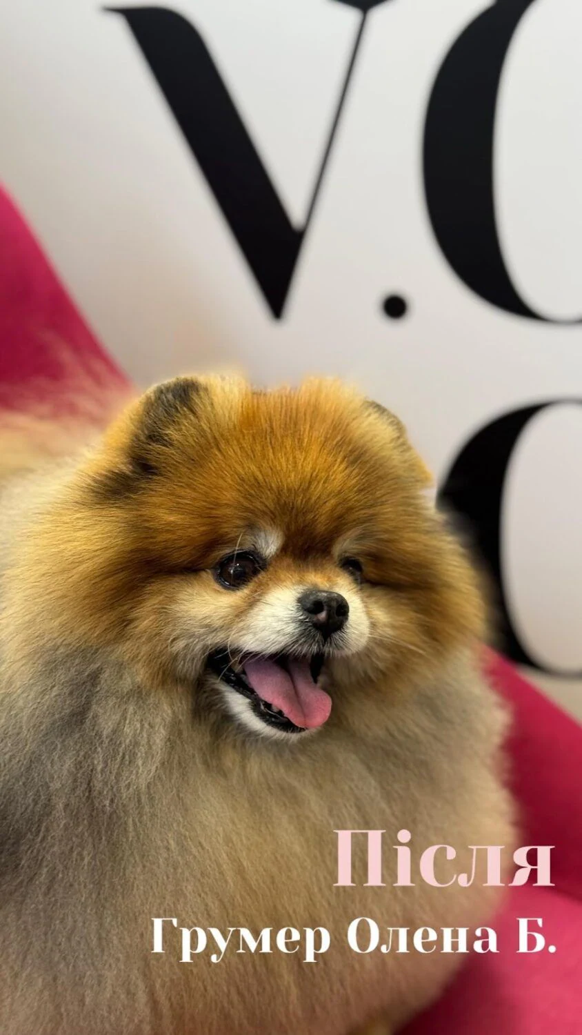 Грумінг салон «V.O.G DOG SALON» Шолуденка 14 — фото 2