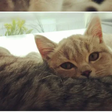 Фото бізнесу Готель для котів "Екотель"