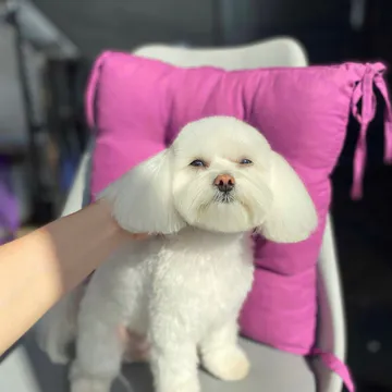 Фото бізнесу Грумінг-салон "Barboskin Groom"