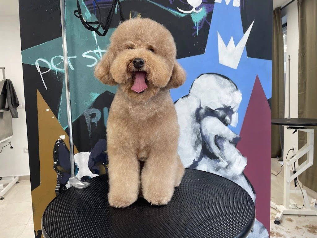 Груминг салон "Pet Star Groom by Samir" — фото 2
