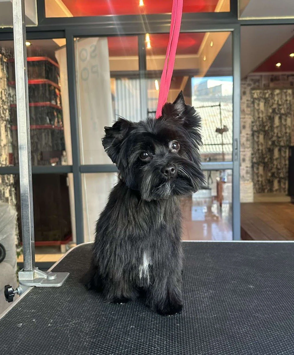Груминг студио "City Grooming Studio Gabrovo" — фото 2