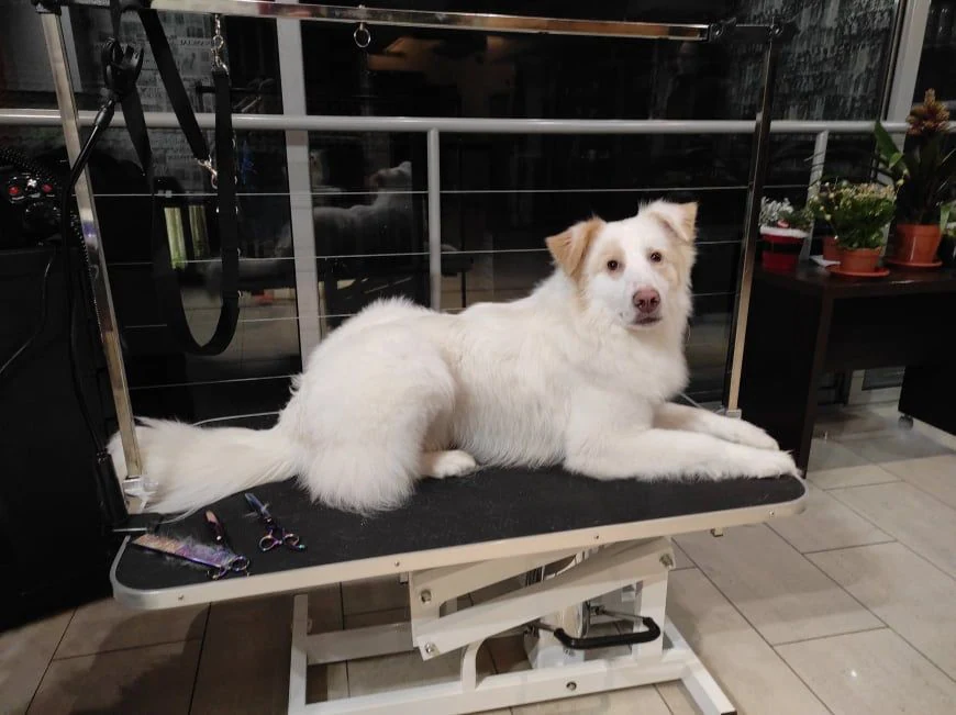 Груминг студио "City Grooming Studio Gabrovo" — фото 4