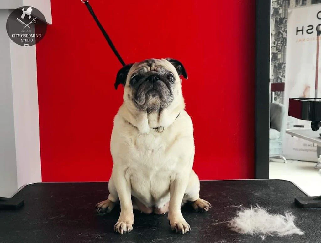 Груминг студио "City Grooming Studio Gabrovo" — фото 3