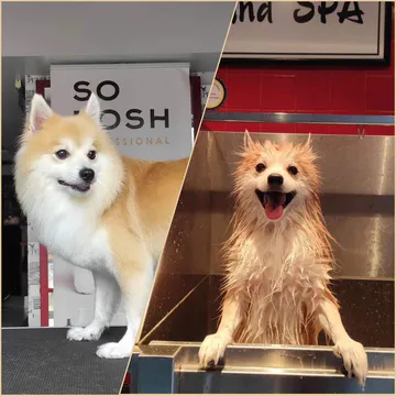 Фото бізнесу Груминг студио "City Grooming Studio Gabrovo"