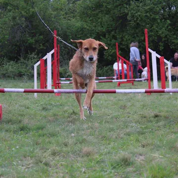 Фото бізнесу Център за обучение на кучета "V T Dog Training Center"
