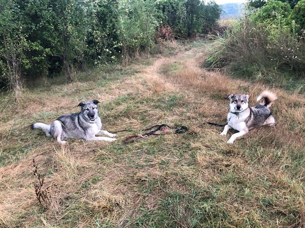 Център за обучение на кучета "V T Dog Training Center" — фото 5