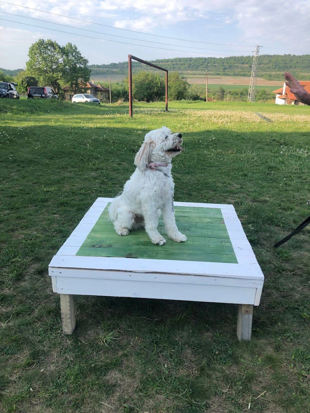 Център за обучение на кучета "V T Dog Training Center" — фото 3