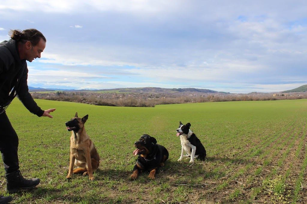 Център за обучение на кучета "V T Dog Training Center" — фото 2