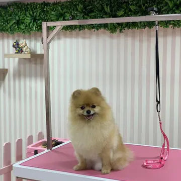 Фото бізнесу Груминг салон "Glam Pets Grooming"