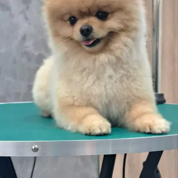 Фото бізнесу Груминг салон "Happy Dog"
